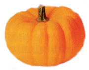 Pumpkin (Jack Be Little).png