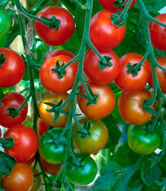 Tomato: Gardner's Delight.jpg