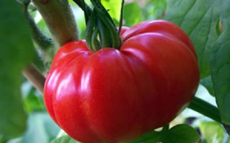 Tomato: Marmande.jpg