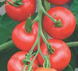 Tomato: Matina.jpg