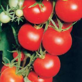 Tomato: Tamina.jpg