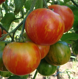 Tomato: Tigerella.jpg